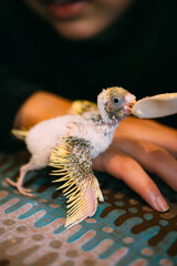 セキセイインコの雛にさし餌 © BeeHead