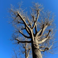 落葉した冬の銀杏の木、葉の落ちた銀杏の木、冬の銀杏