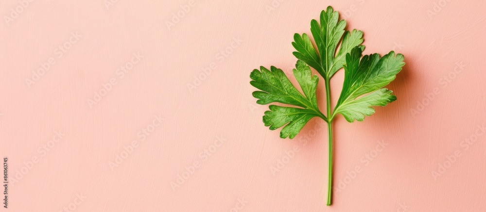 Aufkleber Parsley leaf Isolated on pastel background Isolated. with copy space image. Place for adding text or design