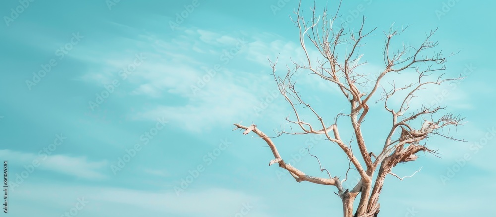 Poster Dead tree with blue sky pastel background  Sky  Summer. with copy space image. Place for adding text or design