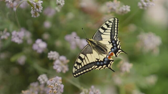 Macro shot of a newly hatched swallowtail butterfly on lavender