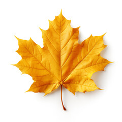 Obraz premium Colorful autumn maple leaf cut out