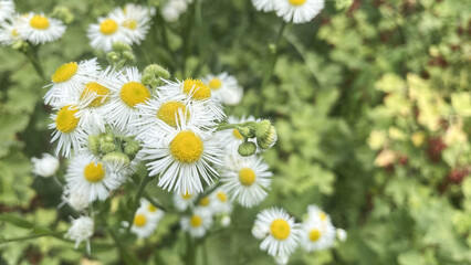 various wildflowers used for medicinal teas