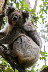 koala bear sleeping on tree