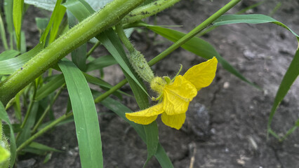 zucchini blossom, in dense foliage