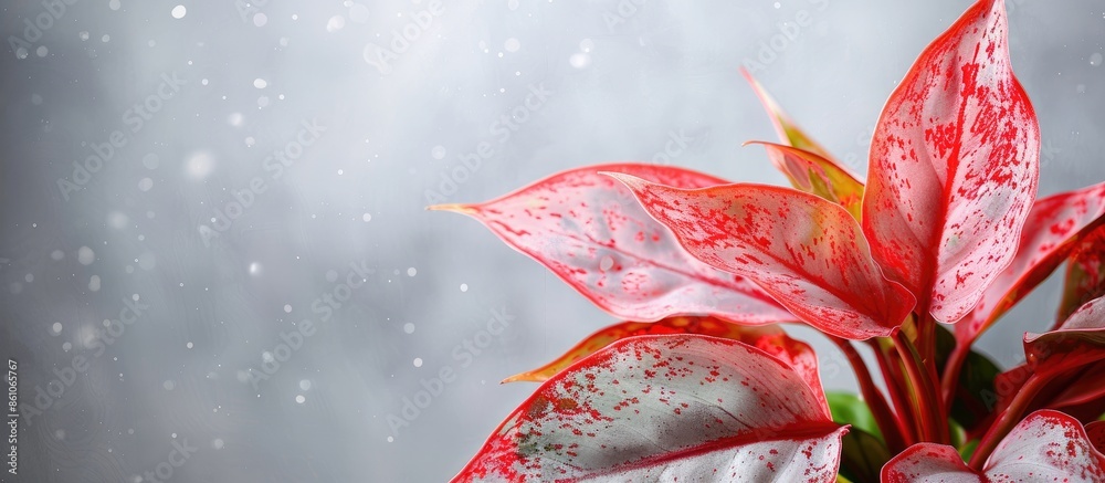 Poster Snow sapphire is a beautiful type of red Aglaonema. with copy space image. Place for adding text or design