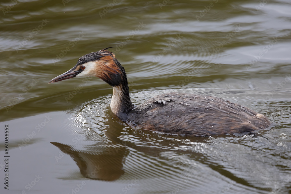 Poster a close up of a great crested grebe with reflection as it swims on the water.