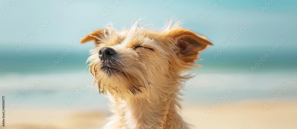 Poster cute small dog shaking at the beach with closed eyes. Copy space image. Place for adding text or design