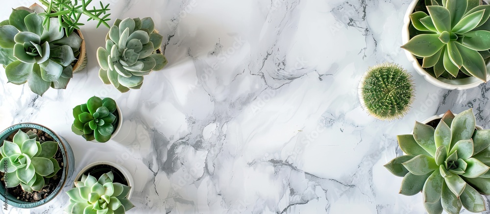 Poster Flat lay composition with different succulent plants in pots on marble table, space for text. Home decor. with copy space image. Place for adding text or design
