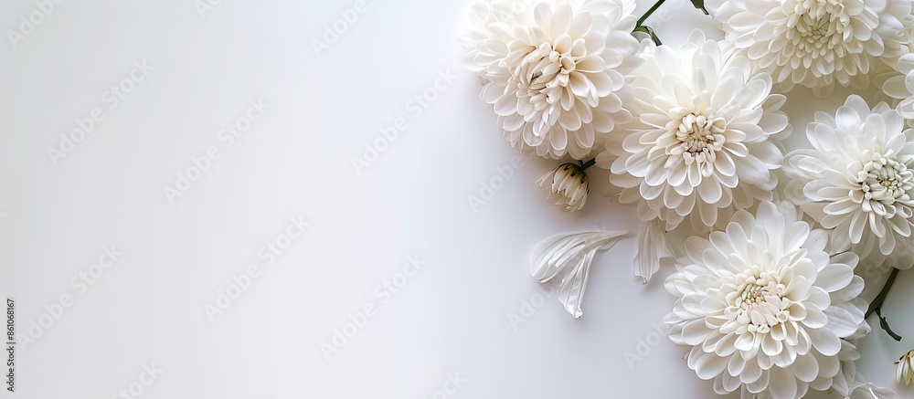 Poster White chrysanthemum and a white background. Copy space image. Place for adding text or design