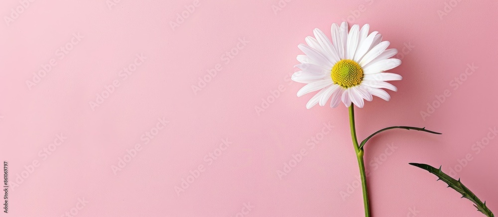 Poster beautiful chamomile daisy flower on neutral pink background. minimalist floral concept with copy spa