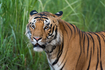 Close up of the Bengal Tiger in the jungle with use of selective focus 