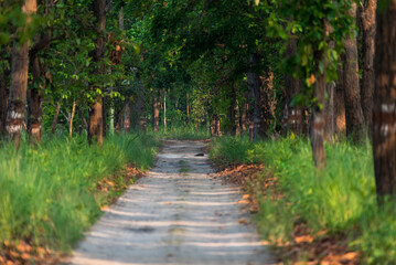 Beautiful and mysterious road with canopy of trees in the forest.