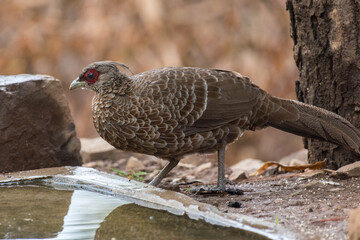Kalij pheasant bird female in its habitat. Close up, selective focus.