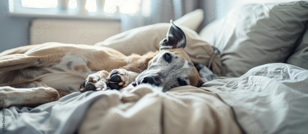 Poster cute spanish greyhound relaxing on comfortable bed at cozy home being cuddled. with copy space image
