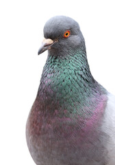 Pigeon isolated on a white background