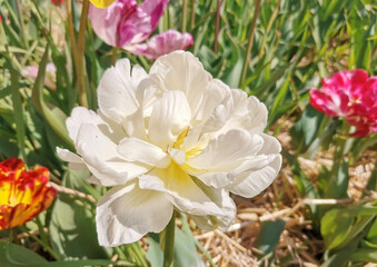 White double tulip variety UP WHITE close-up. Tulip field. Spring flowers