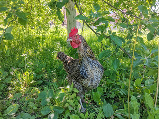 Free range gray hen in the garden. Poultry in agriculture