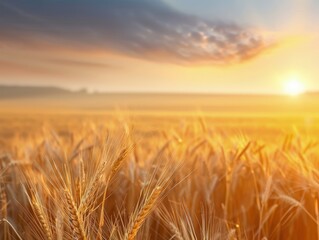 Fototapeta premium Serene Nature Scene with Glowing Grass and Dramatic Sky