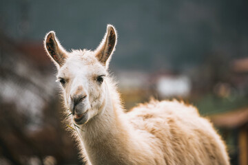 Portrait of a white llama chewing grass in a field. The background is blurred, creating a sense of depth and tranquility