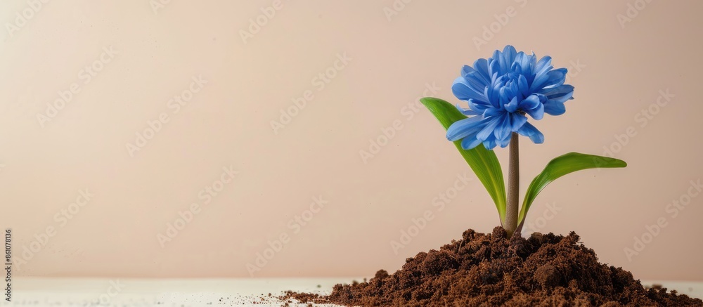 Fototapete Blue flower with green leaf and root on brown soil Isolated on pastel background. with copy space image. Place for adding text or design