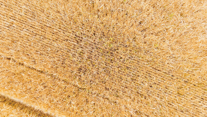 Summer Wheat Field with Ripe Crops