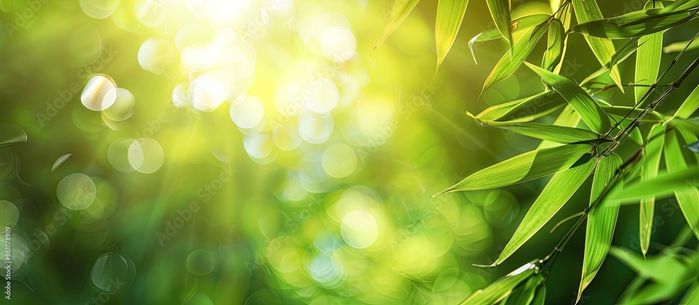 Fototapete Bamboo forest and green meadow grass with natural light in blur style. Bamboos green leaves and bamboo tree with bokeh in nature forest. Nature pattern view of leaf on blurred greenery background.