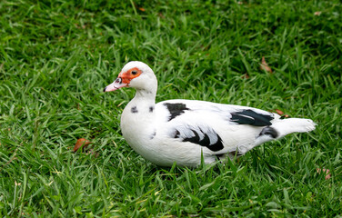 Duck on nature in summer.