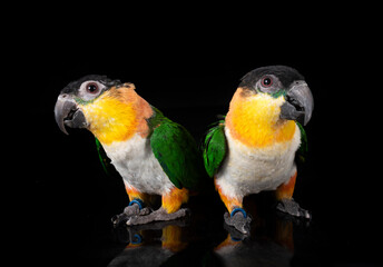 Black-headed parrot in studio