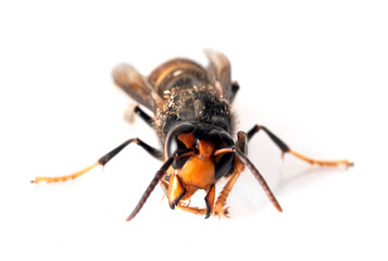 Asian hornet in front of white background