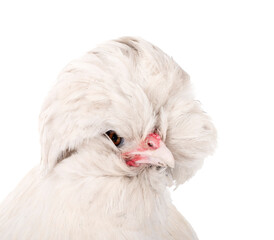 sultan chicken in studio