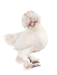 sultan chicken in studio