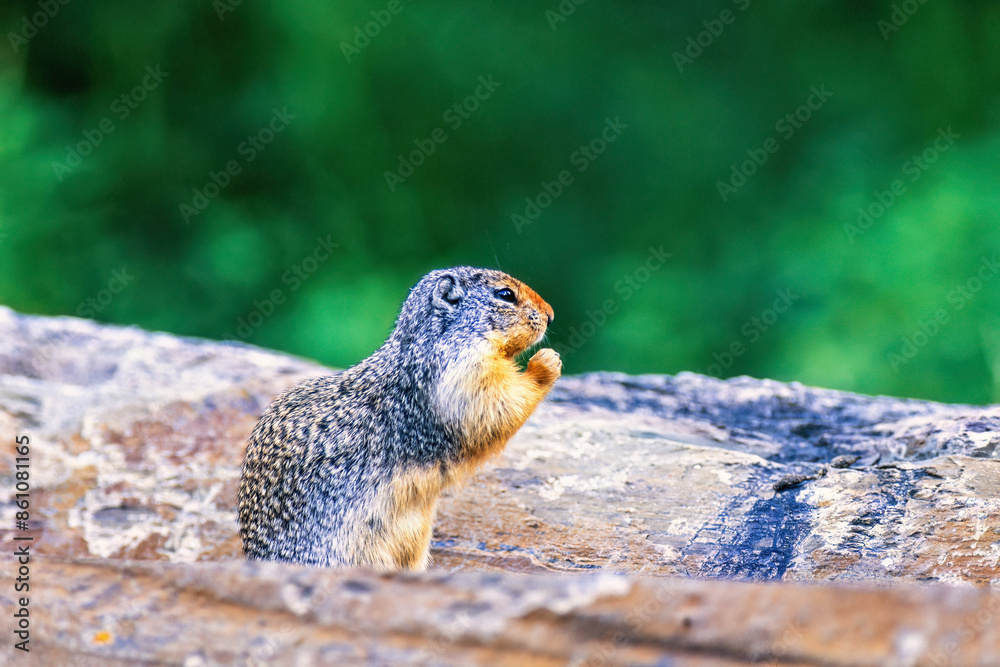 Canvas Prints Columbian ground squirrel sitting on a rock