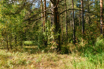 Fototapeta premium Dense forest on a sunny summer day