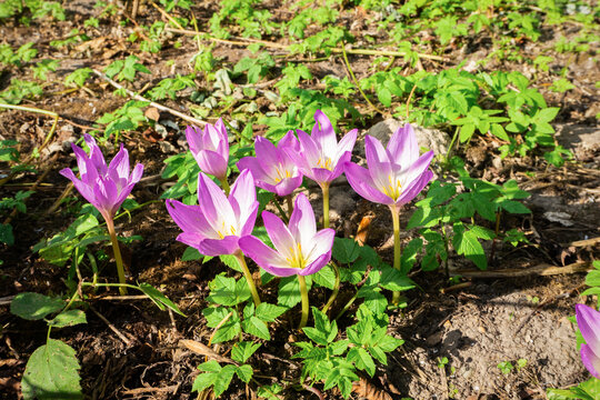 Delicate lilac flowers of colchicum