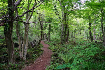 beautiful path in spring forest