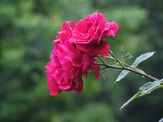 雨の日のつるバラ / Vine roses on a rainy day