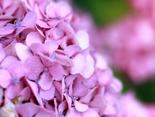 The flowering season for hydrangea arrived
