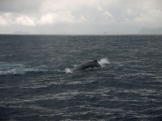 Fototapeta premium Lonely Humpback whale swimming in the sea, whale watching on Zamami island, Japan, Okinawa