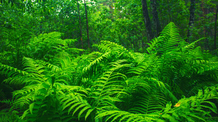 Thickets of ferns in the forest