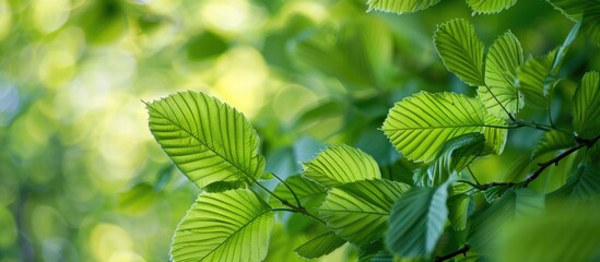 Elm smooth leaved European. Smooth Elm leaved light high quality texture. Copy space image. Place for adding text and design