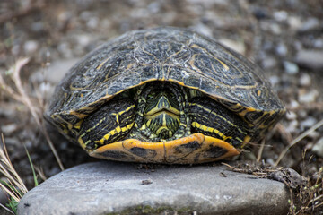 Turtle captured in its shell, illustrating defensive posture and natural habitat in wildlife photography