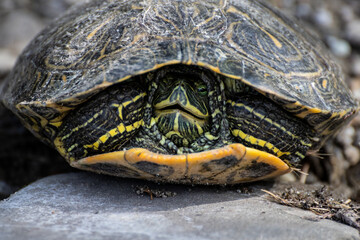 Turtle captured in its shell, illustrating defensive posture and natural habitat in wildlife photography