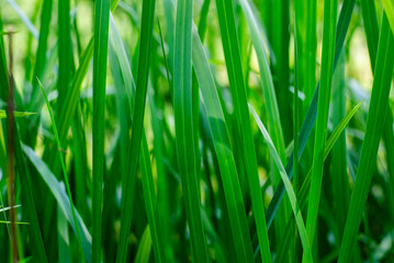 Tall green grass. Texture of a grass stem