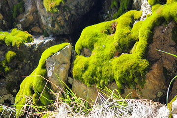 moss on the rocks
