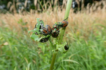Popillia japonica Japanese Beetle