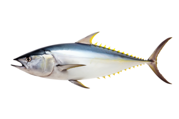 The yellowfin tuna on transparent background