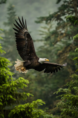 Fototapeta premium Majestic bald eagle soaring through lush green forest
