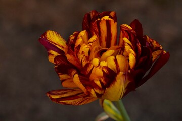 open bud of red and yellow tulip close up