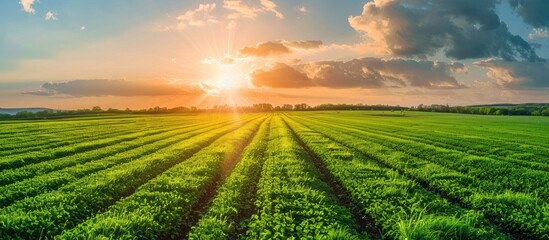 Agricultural background with field of freshly cut alfalfa and leading lines leading to copy space in sky. Copy space image. Place for adding text or design